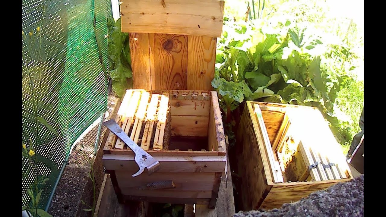 🐝🐝🐝  transfert ruche warré vers dadant 🐝🐝🐝