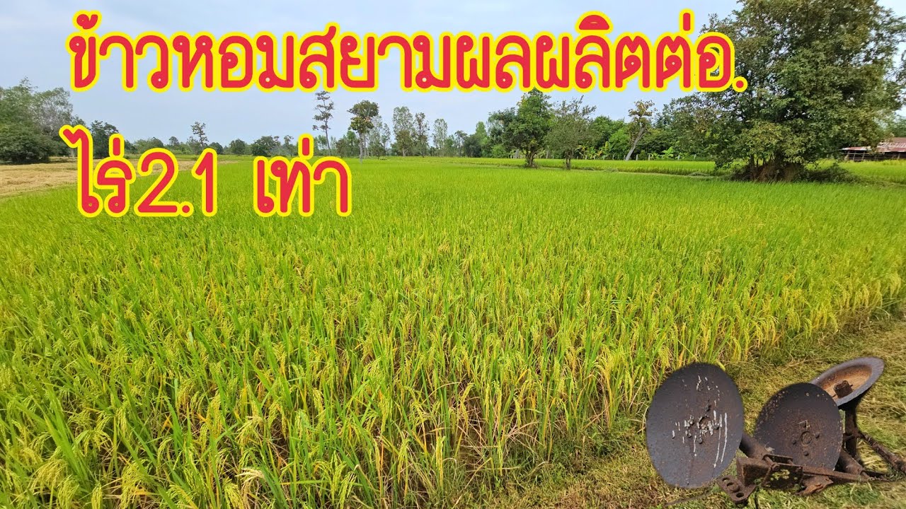 ปลูกข้าวนาปีปลูกข้าวเจ้าข้าวหอมสยามผลผลิตเพิ่มกำไรงาม!!ปลูกได้ทุกดินทุกสภาพข้าวหอมสยามข้าวทางเลือก