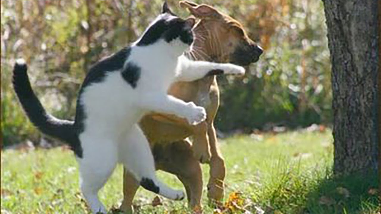 Was Tiere So Denken 140 Mega Folge