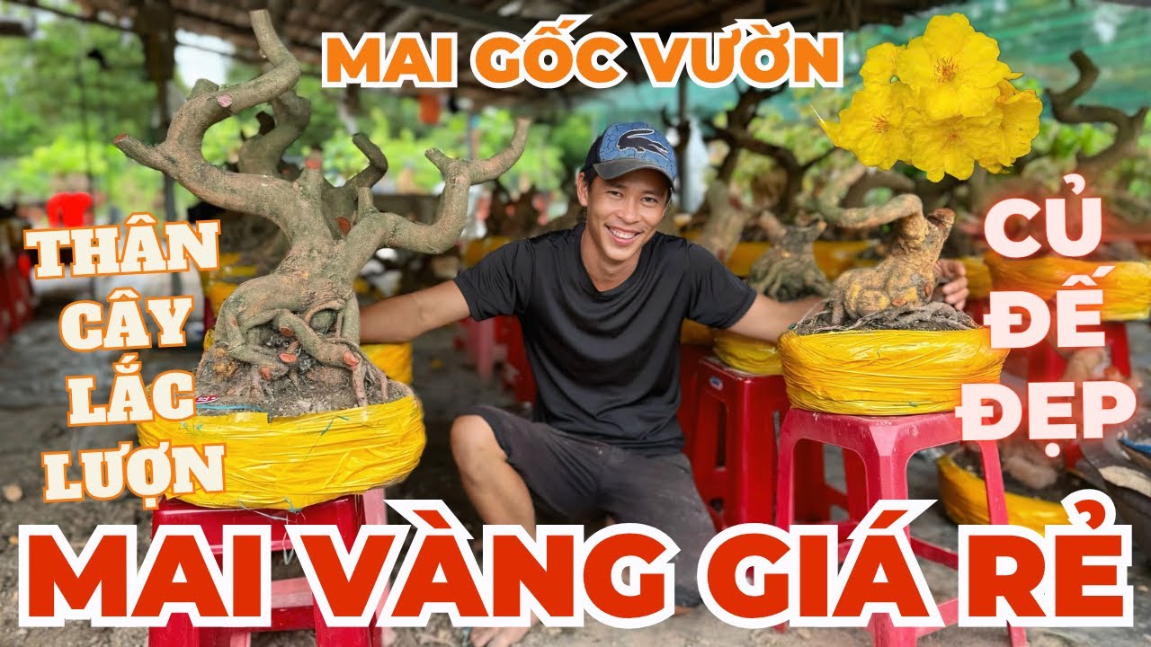 20-03 ANH PHƯƠNG Giao Lưu Mai Vàng Giá Rẻ, Mai Phôi Gốc Vườn Đế Đẹp Thân Lắc Lượn • THÀNH TRỌNG LÊ