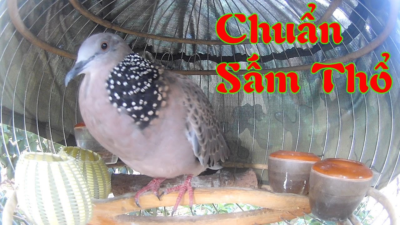 Chim cu gáy giọng thổ sấm chuẩn - tiếng chim cu gáy kích bổi mới