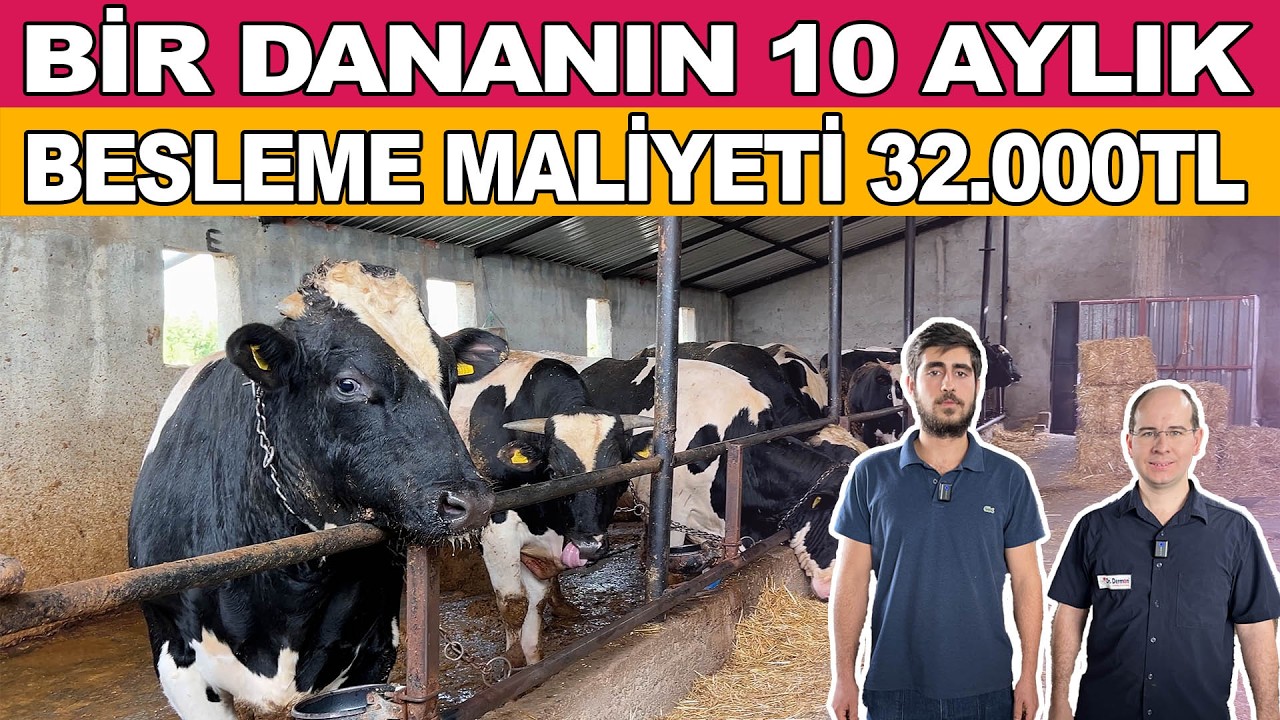 1500 Kg Arpa İle 650 Kg Canlı Ağırlık