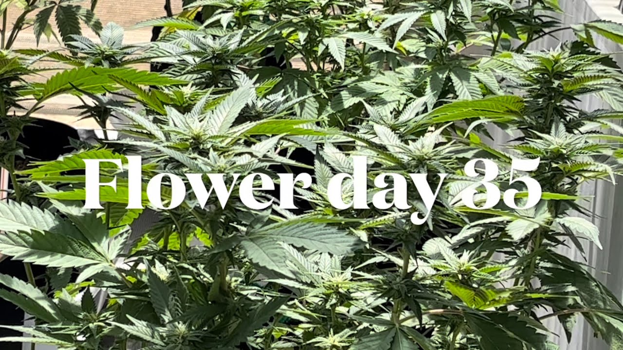 Spring &lsquo;23 outdoor grow - Flower Day 35
