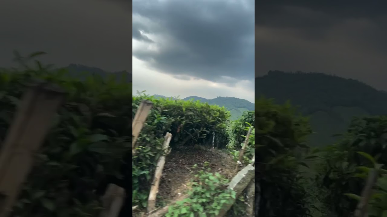 Tea estates @Munnar #kerala #munnartouristplaces #traveldiaries #travelvlog #jubinnautiyal #music