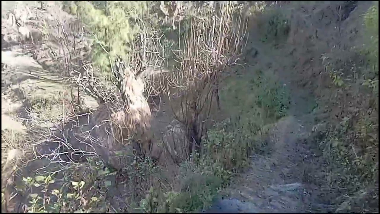 उत्तराखंड की टिहरी गढ़वाल में आजकल गेहूं की के नजारे