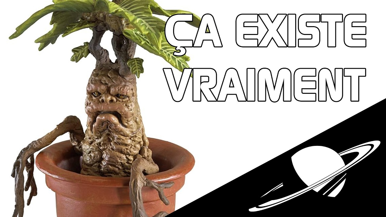 🪐La Mandragore de Harry Potter existe vraiment.