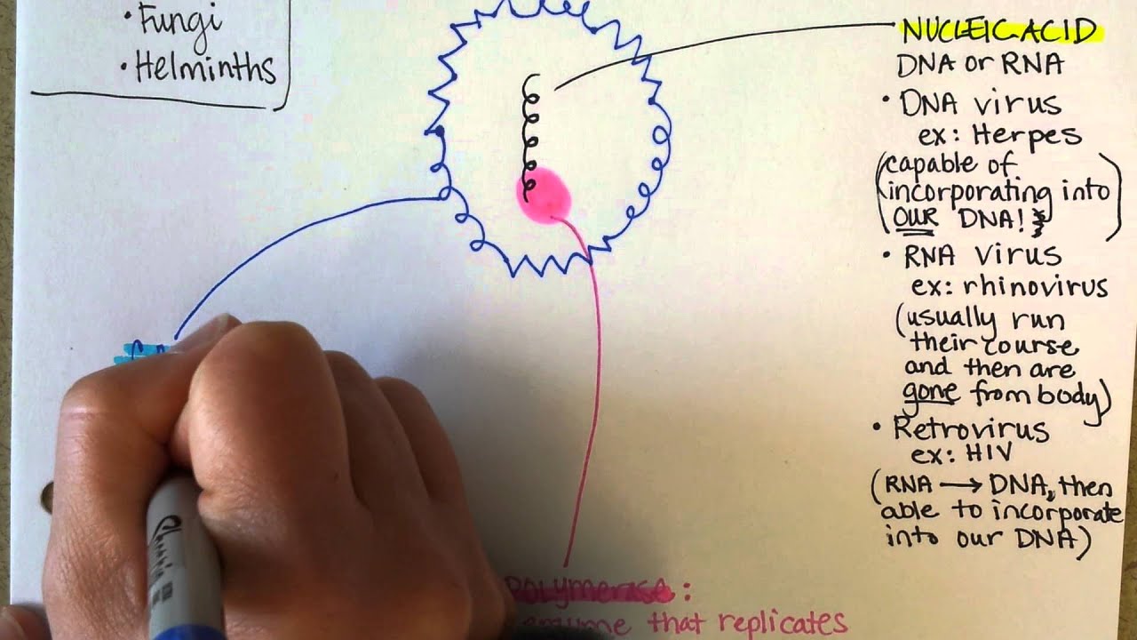 Viral Structure