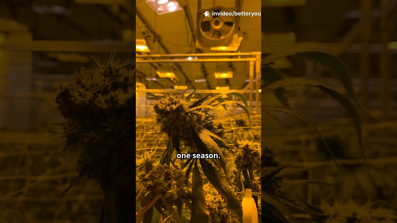 Indoor vs. Outdoor &ndash; Autoflower Grow Comparison