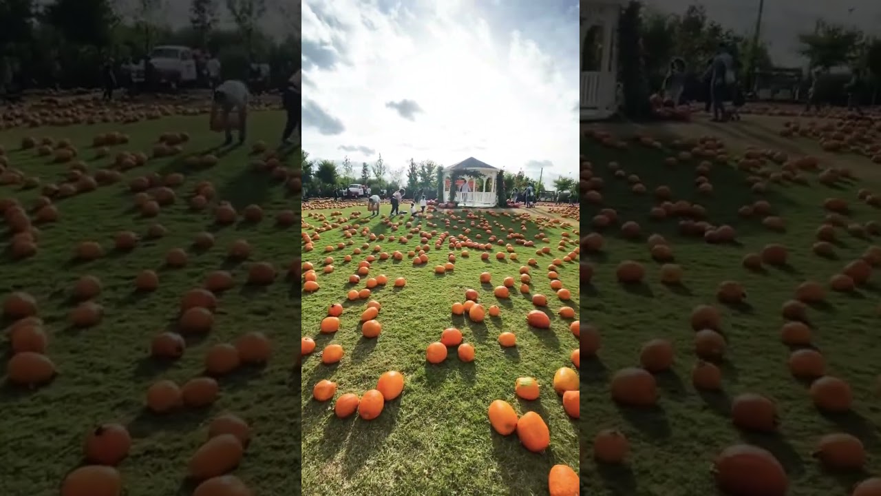 Giardino delle zucche 🎃 Italia Italy halloween 🎃
