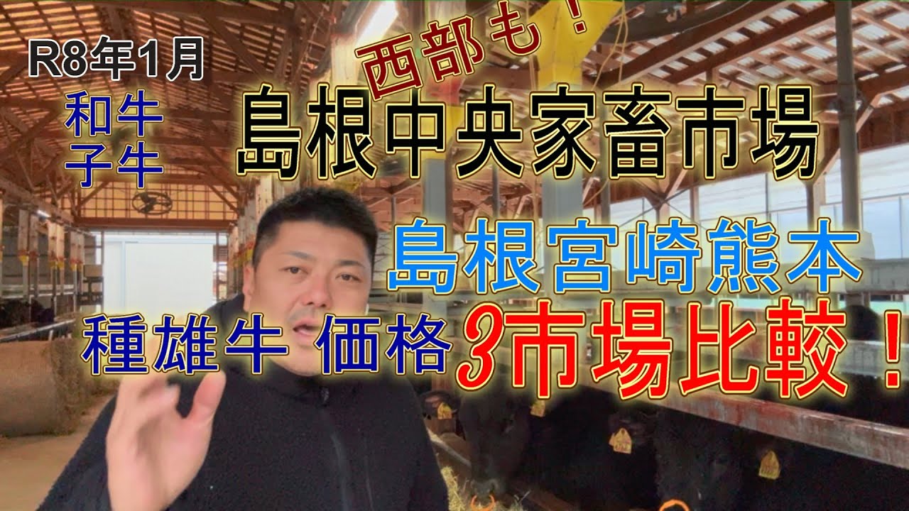 島根の種雄牛四天王は暁之藤が席巻‼︎3市場行って分かったこと♪どこも○○です！今月は52頭！#北美津久#美国桜