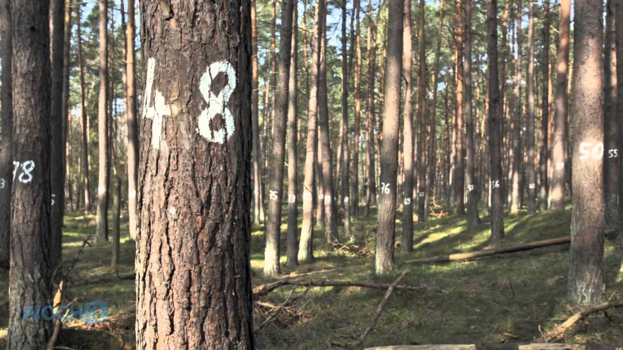 Prerow/Dar&szlig;: Die 10 sch&ouml;nsten Str&auml;nde an der deutschen Ostsee
