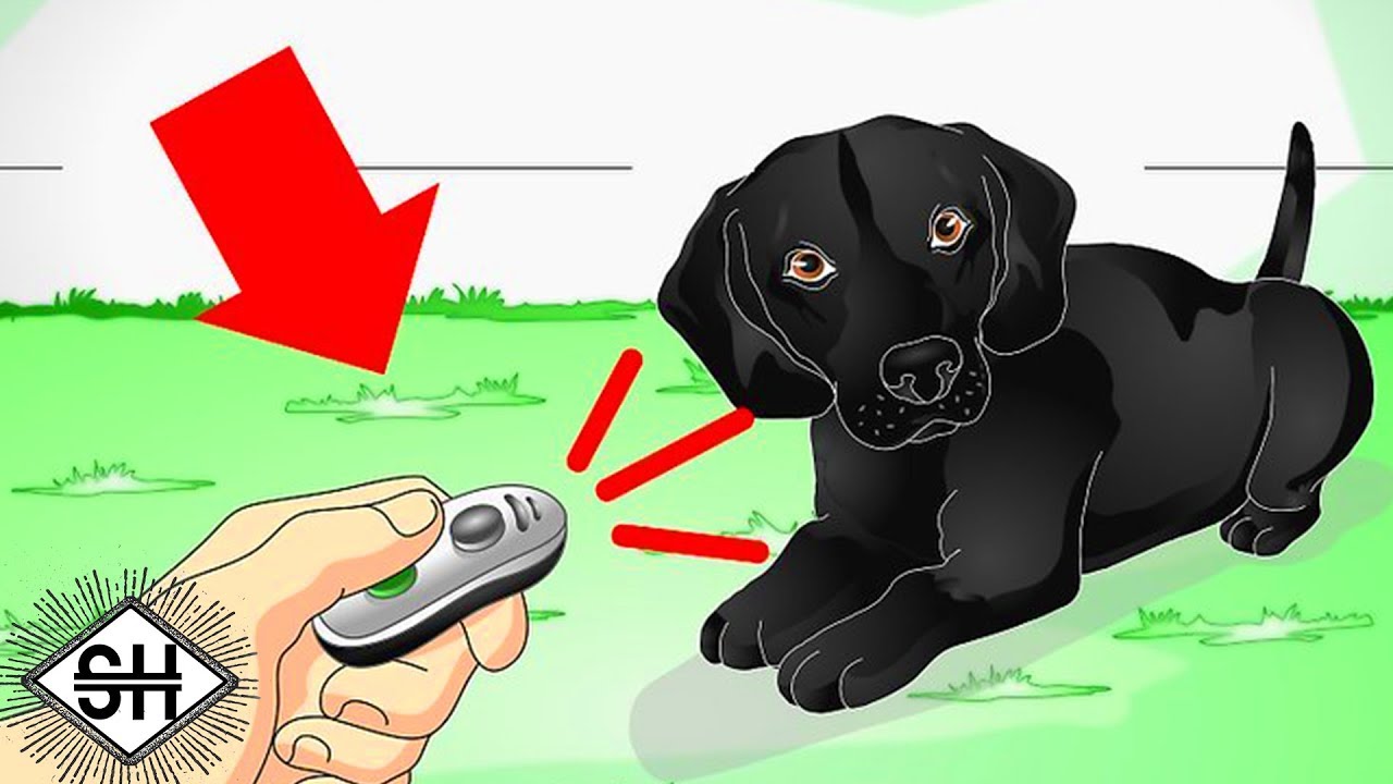 WikiHow Images [Feat. RTGame]