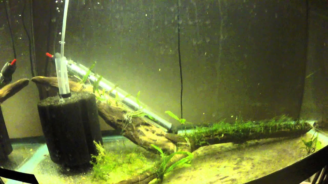 Boesmani Rainbowfish Fry!