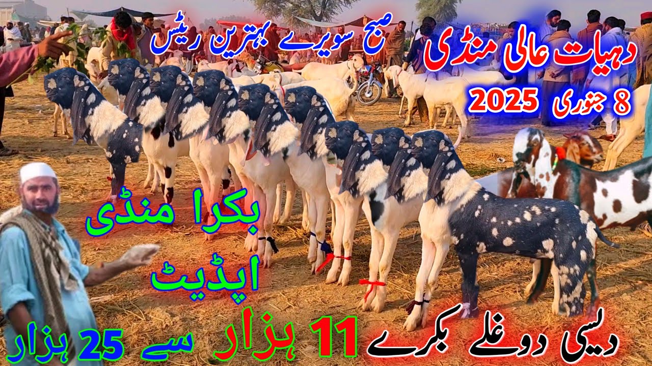 8 January 2026 dehat ki bakra mandi pakistan دہیات کے لوگوں کے ریٹ mandi full down 03133502828 