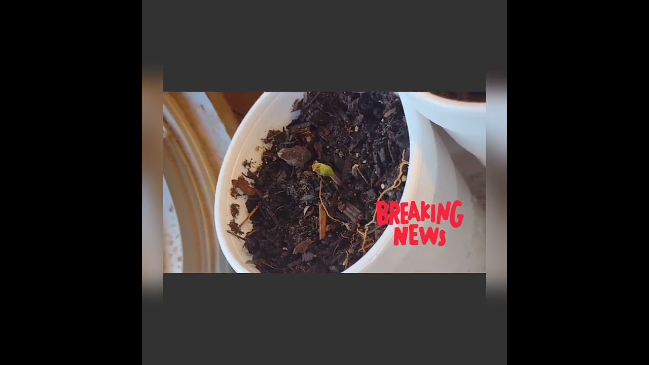 lemon zkittles also flour update. beans by .smoking monkey genetics