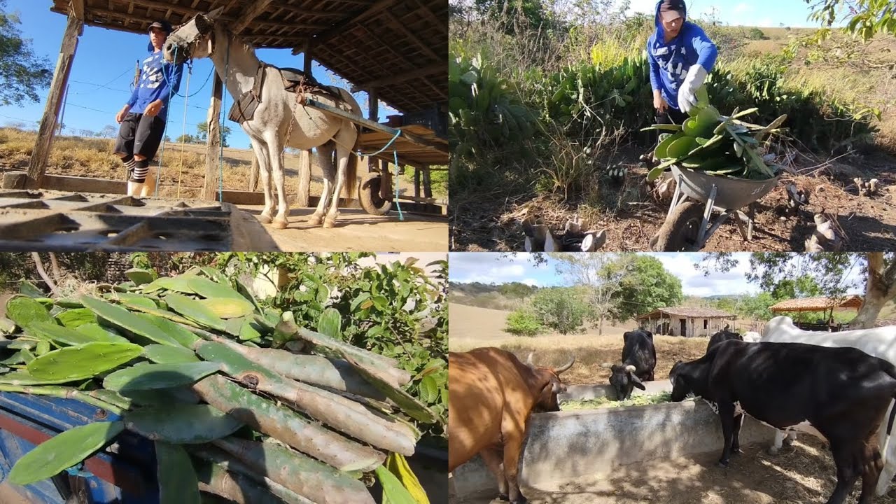 24 HORAS TRATANDO VACAS DE LEITE – A ROTINA REAL DO PRODUTOR RURAL.
