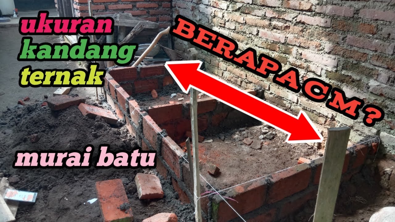 ukuran kandang ternak murai batu semi permanen