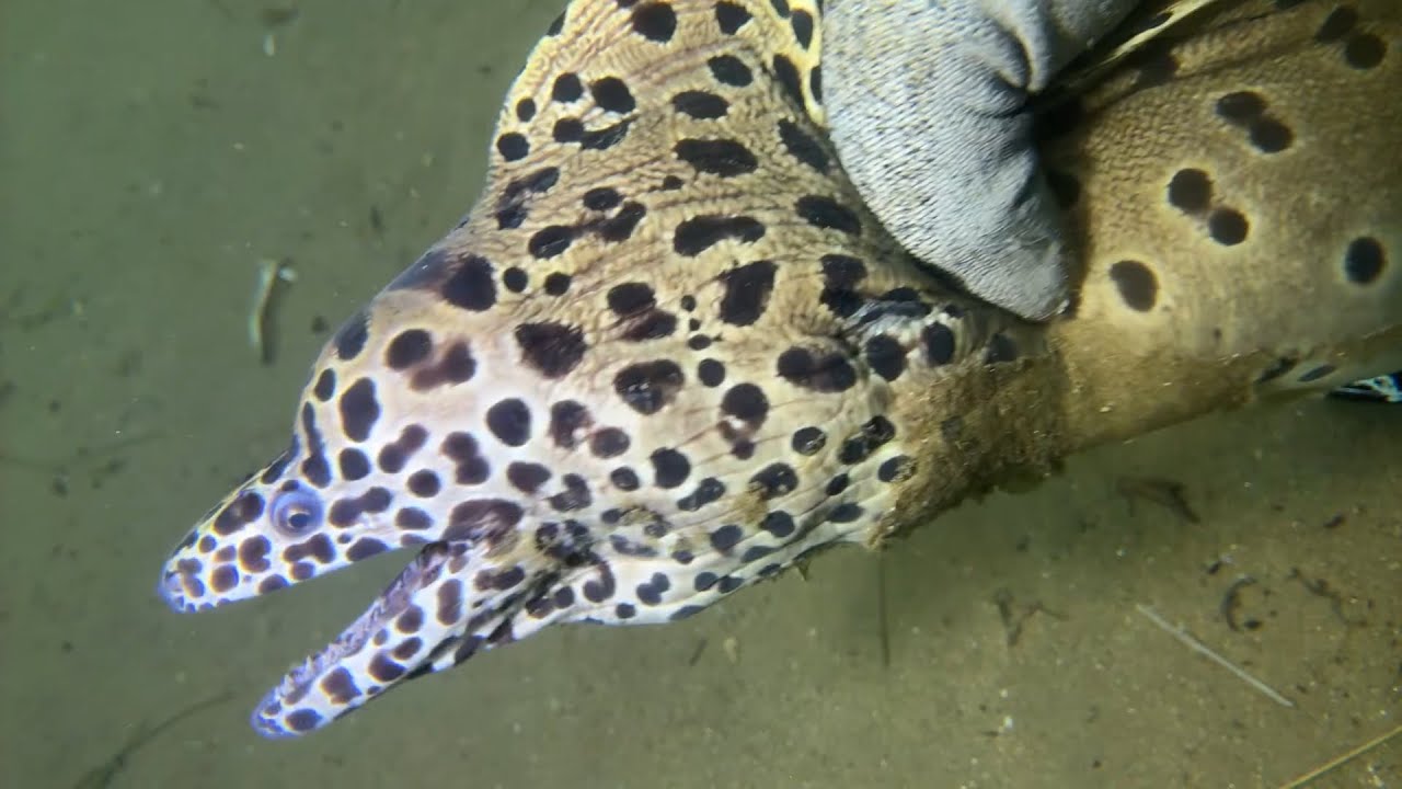 Diving under the sea to catch eels, crabs and sea cucumbers | Part 53