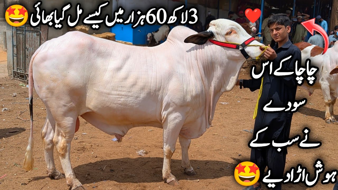 Malir Mandi Karachi Cattle Latest Rates & Soday Peak Purchasing Time For Qurbani 2026 || 360K Soda❤️