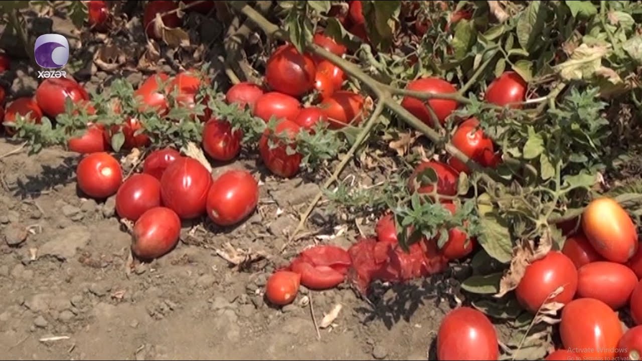 Tonlarla pomidor məhv oldu - Fermerlər ziyanda...