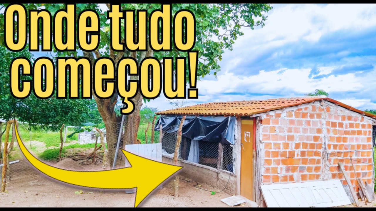 O INICIO DE TUDO! AVICULTURA DE POSTURA