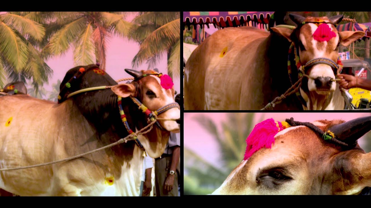 Bull Walk Majestic Ongole Bulls
