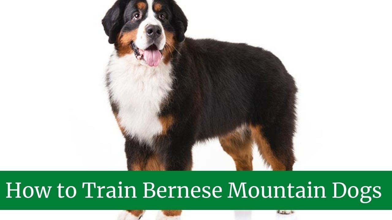 How to Train Bernese Mountain Dogs || How to train Bernese mountain dog puppy || Train Bernese Train