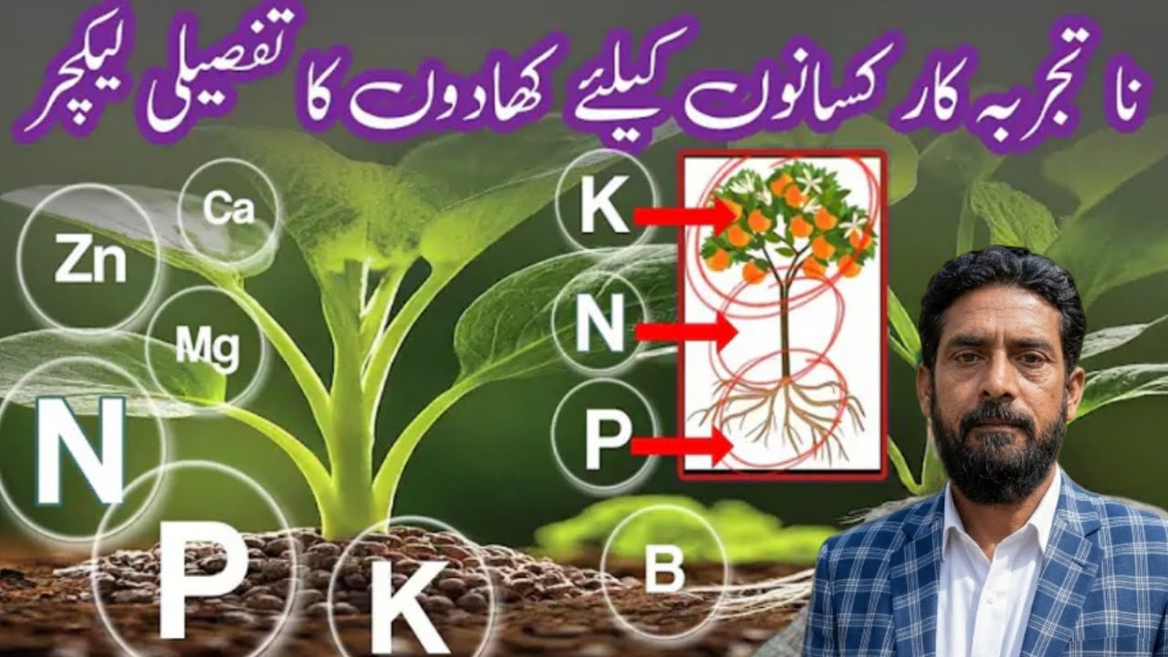 NPK fertilizer || what is NPK fertilizer || Arshad Ali