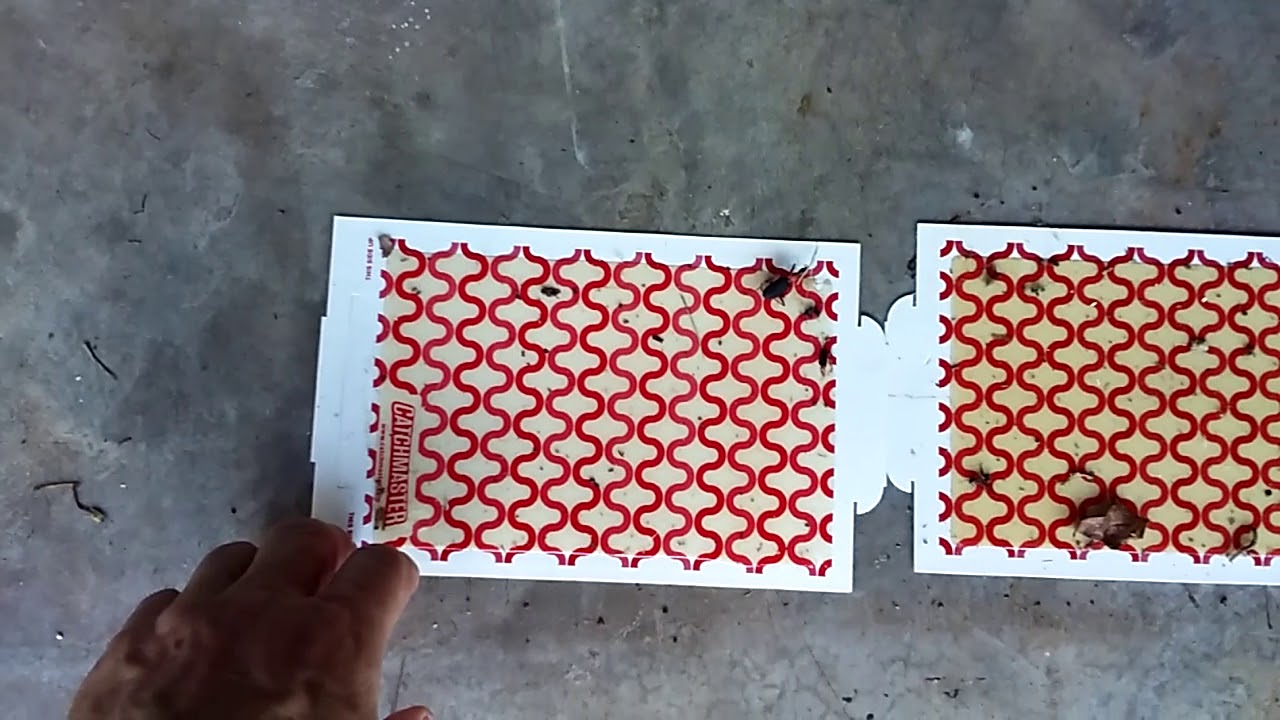 Catchmaster glue traps