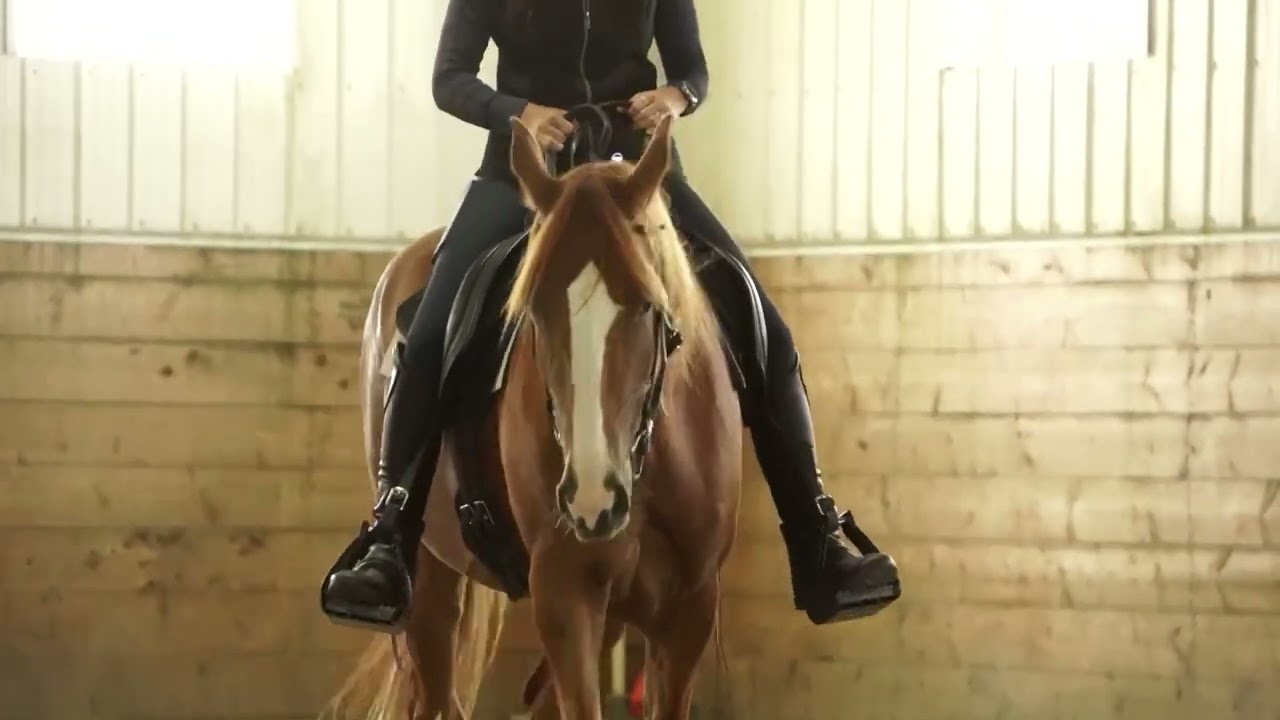 Softness is FOUNDATIONAL in training gaited horses