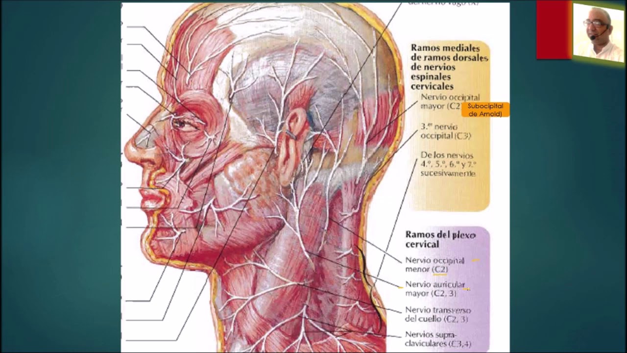 PLEXO CERVICAL Y ASA CERVICAL. PROF. DR. MARCELINO BRÍTEZ CABRERA