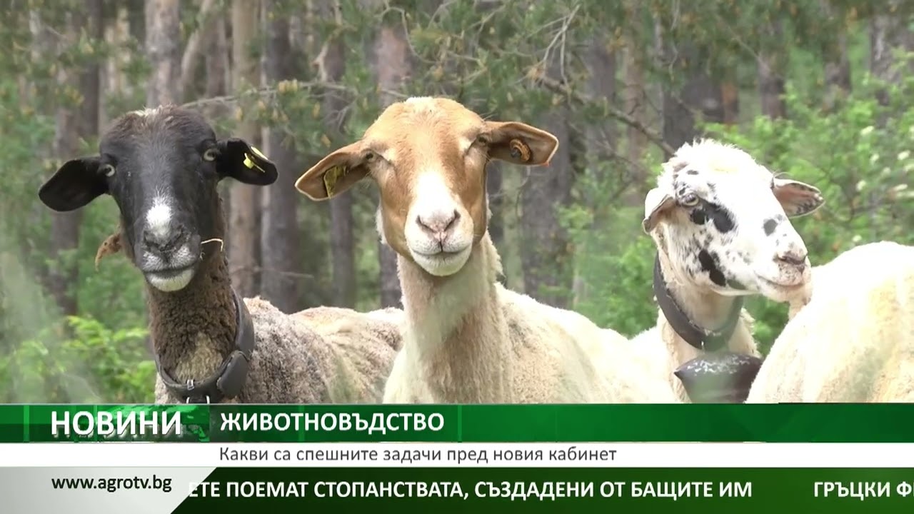 ЖИВОТНОВЪДСТВО: Какви са спешните задачи пред новия кабинет