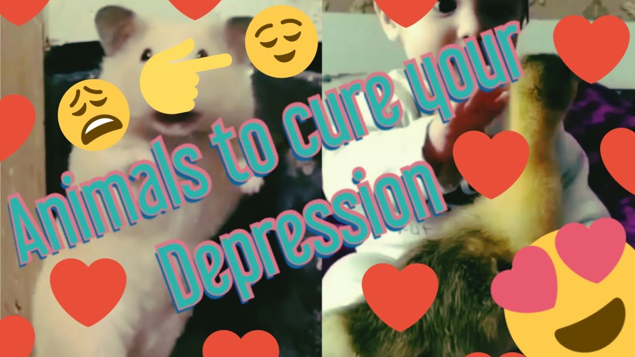 These Animals will cure you depression || Tiktok complication