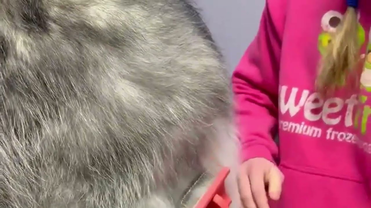 The pat and pull method on a husky