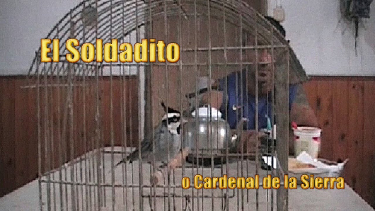 Soldadito o Cardenal de la sierra