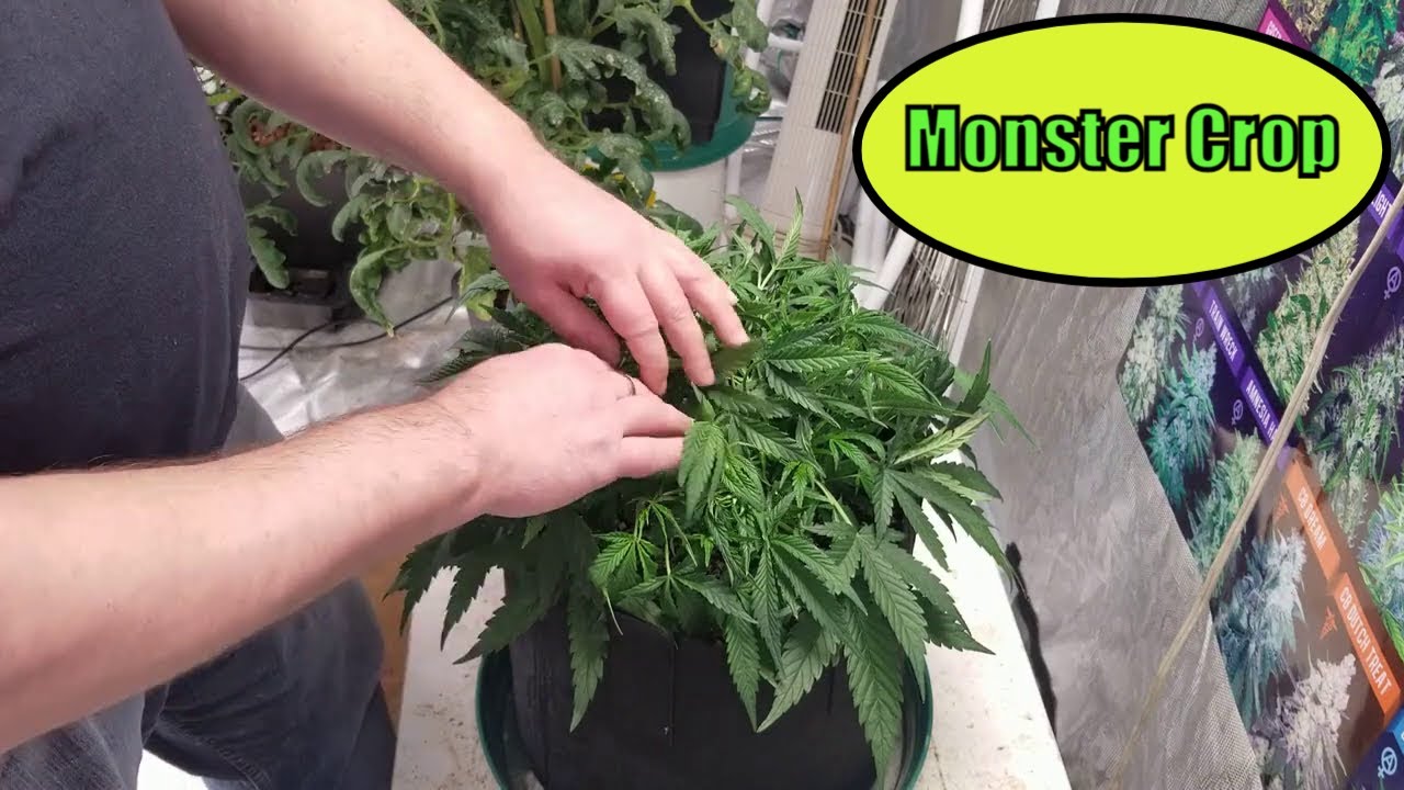 Monster Crop Training Pre-Flower #SP3000 #CafeRacer #RocketSeeds #ILGM