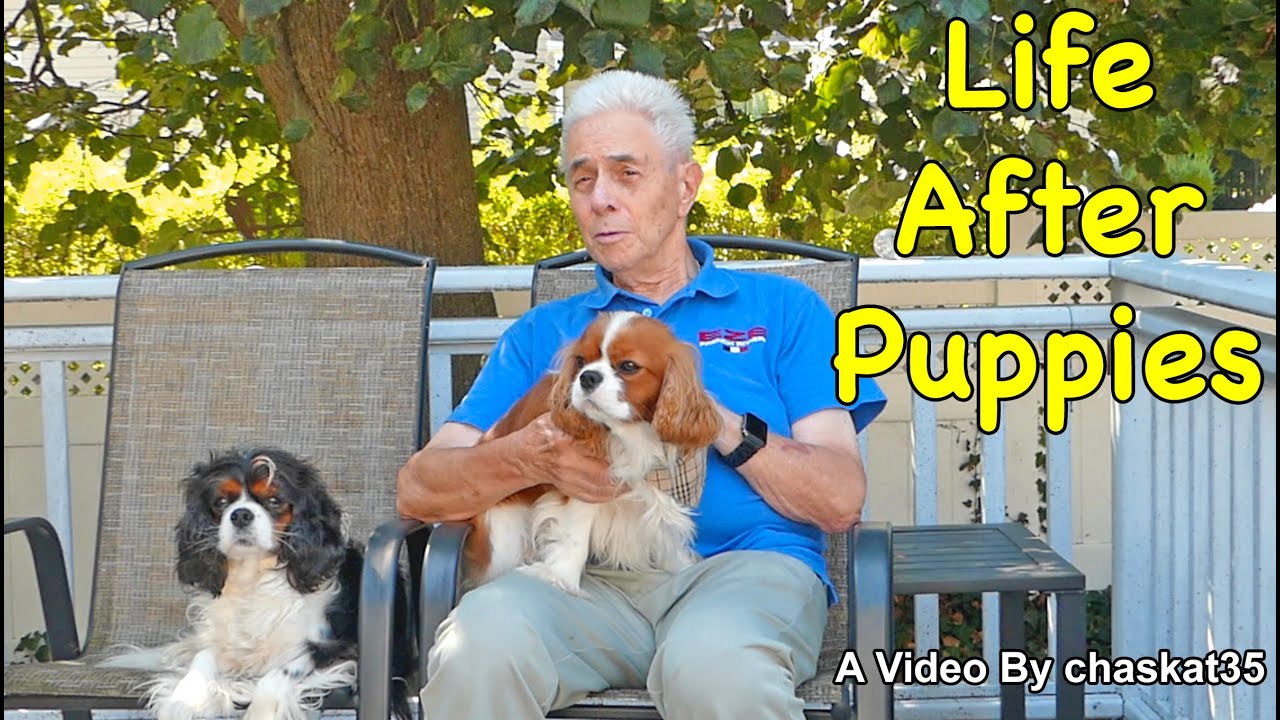 Life After Puppies