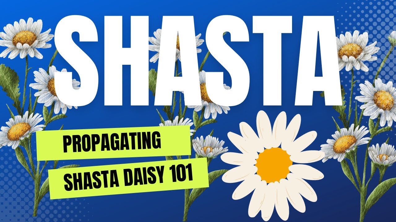Shasta Daisy | Propagating | How to