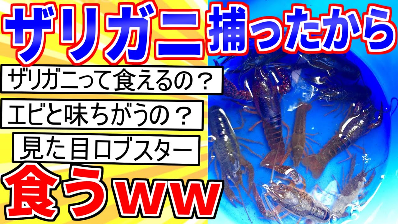 【2ch面白いスレ】ザリガニいっぱい捕ってきたから食べるでｗｗｗ【ゆっくり解説】