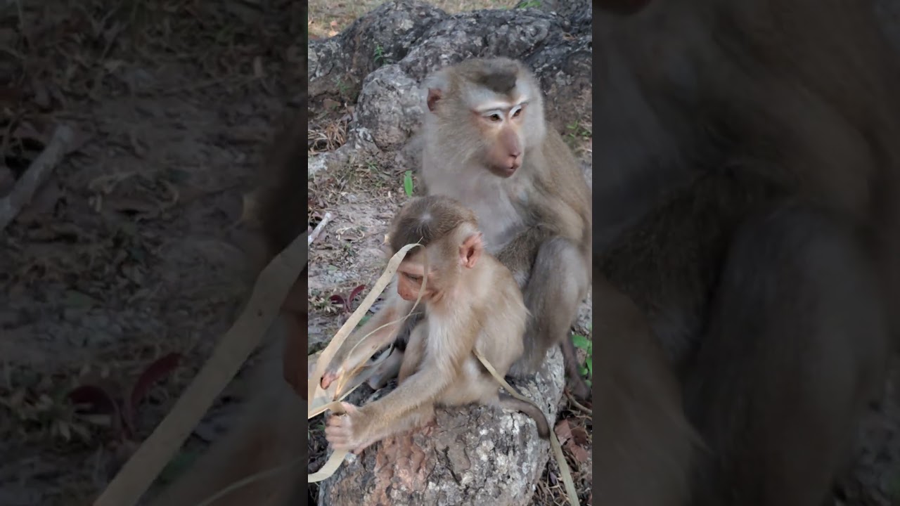 Lovely Baby Jacee Listen Mommy #shorts #animals #babymonkey