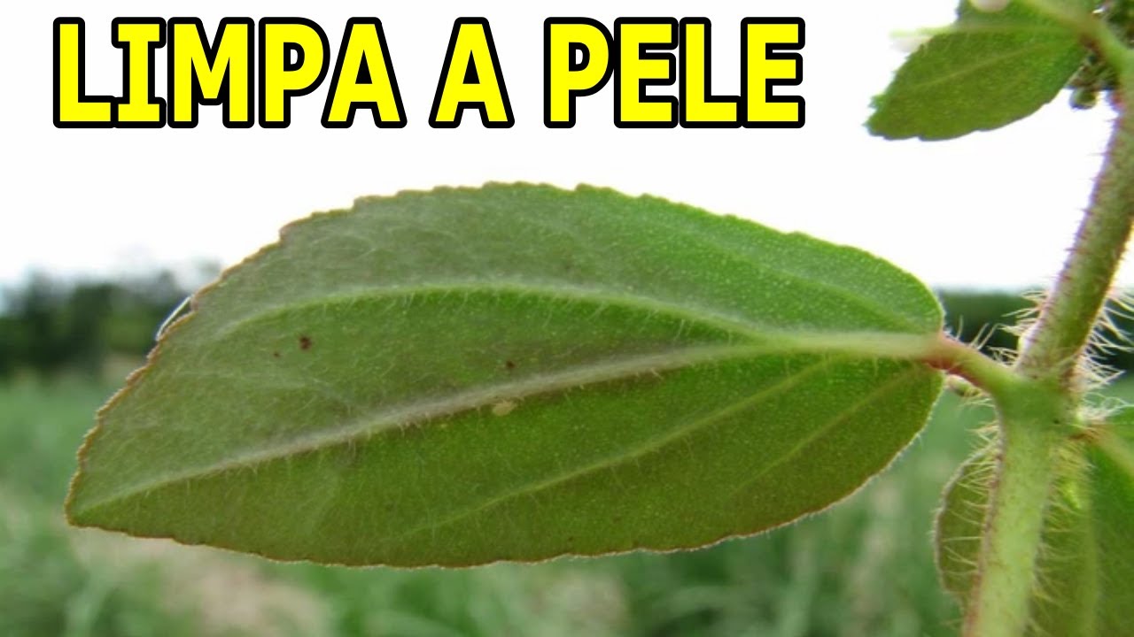Feridas, Úlceras, Melasmas e Tonturas 