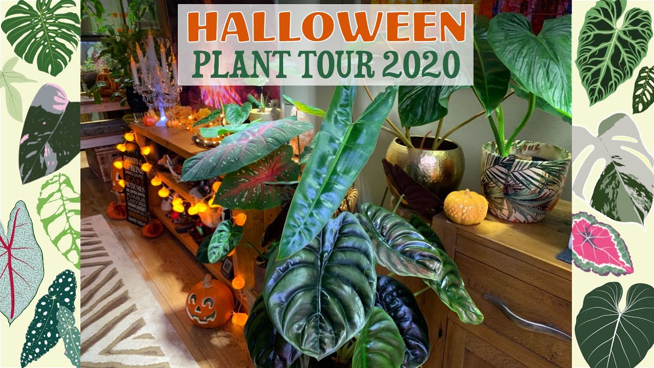 Enchanting Tour With Plant Names 🧡🕸🌿🍂🎃🕷🕯🦌🌱🦇