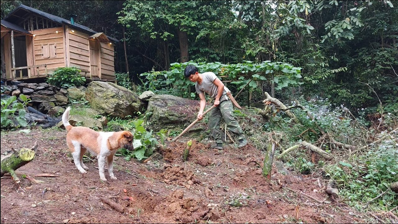 200 Day of Bushwalking, Строим автономную хижину, расширяем сад, Живем с двумя щенками | Гл.16