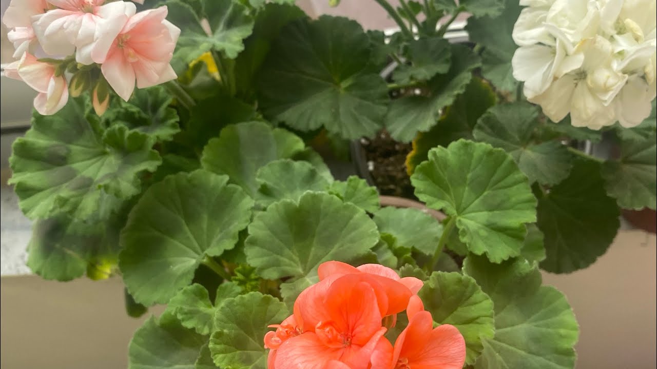 Elimde neler kalmış birlikte bakalım🥰#aboneolmayiunutmayin #keşfet #keşfetbeniöneçıkar #video 