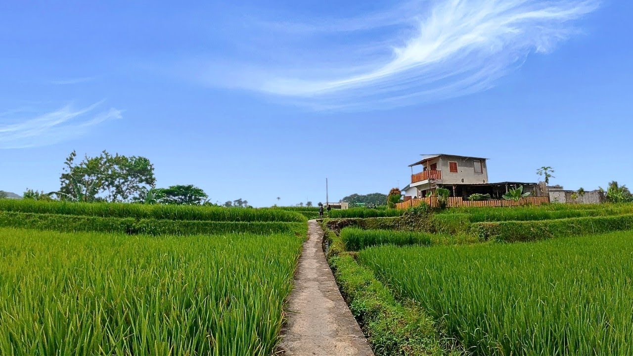 Exploring Hidden Village Paths Through Rice Fields in Indonesia | Real-Time Walking Journey