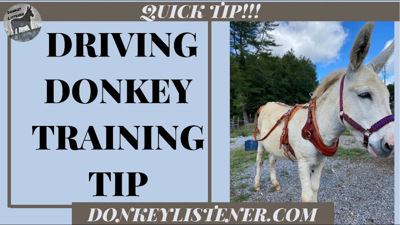 Training the Driving Donkey Tip