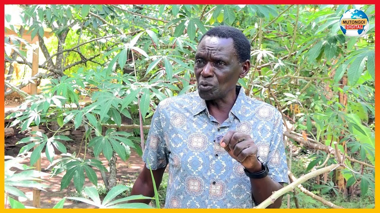 KILUNGU KI MWANYA: VENGI YA MBEU PART 3
