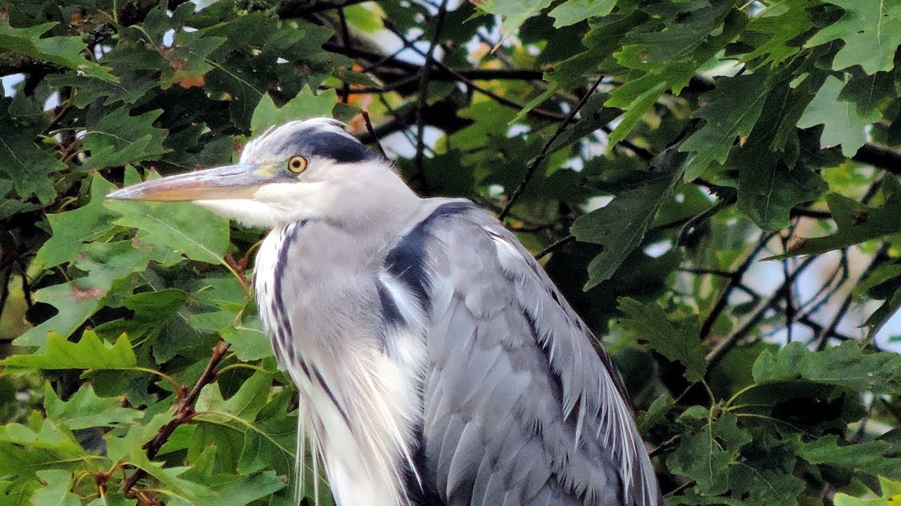 Muncaster Castle ... The Terrace & Wild Heron Feed