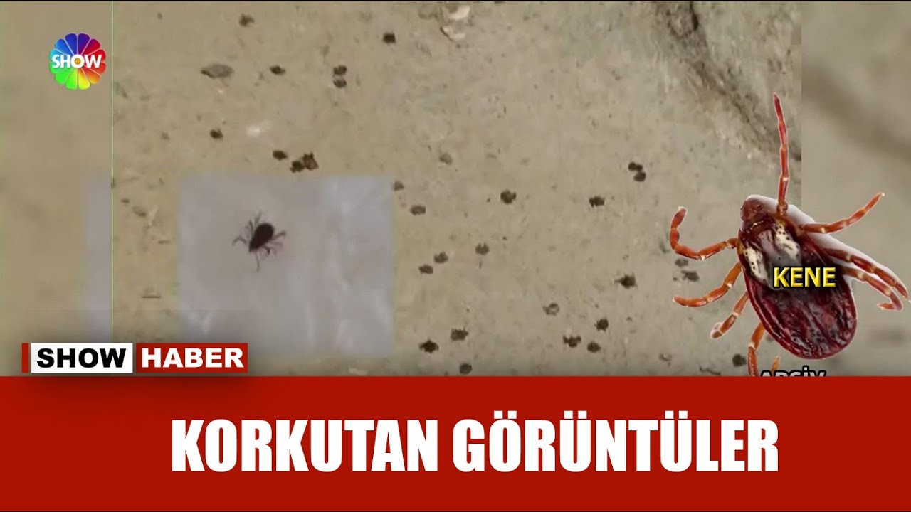 Kene kâbusu hortladı!
