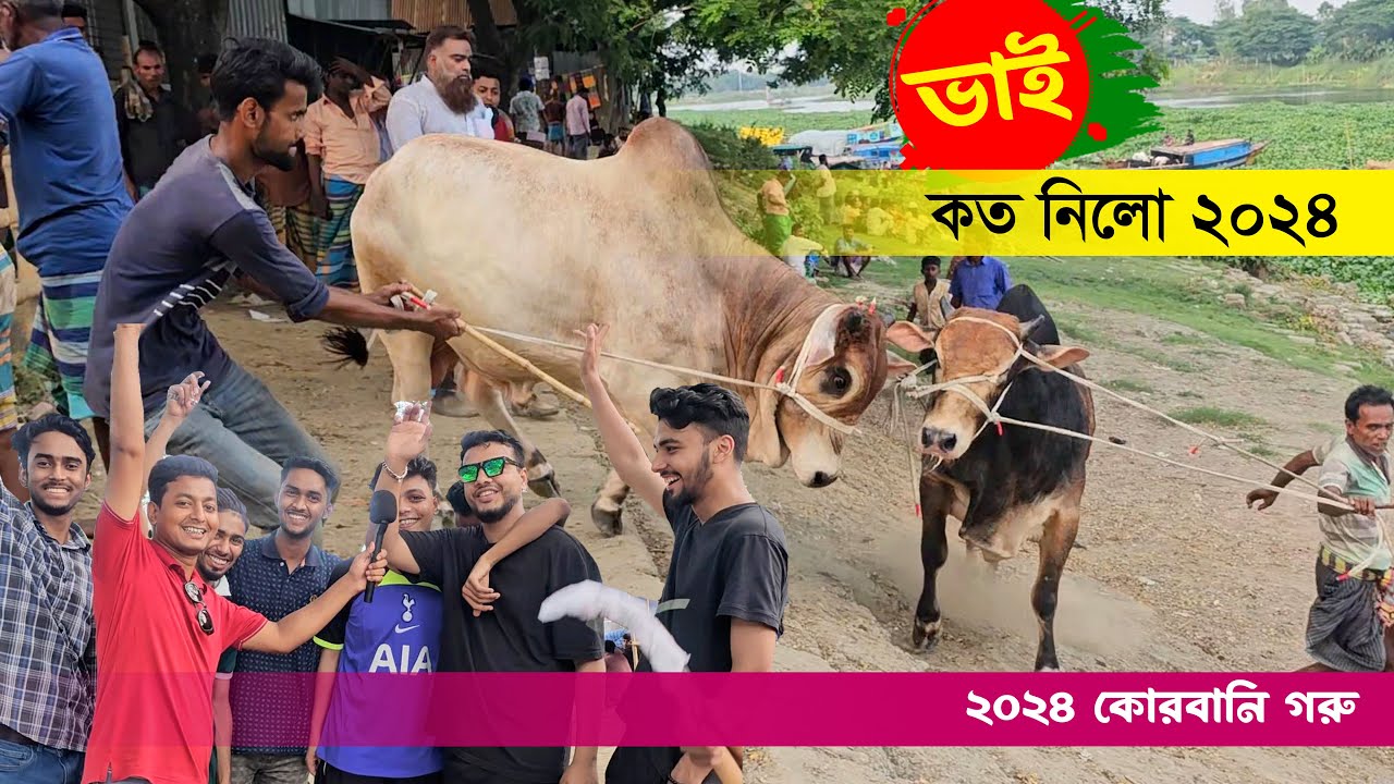 ভাই কত নিলো ২০২৪ - কোরবানি গরু কে কত দামে নিলো || হযরতপুর গরুর হাট 2024 || কৃষি ঘর